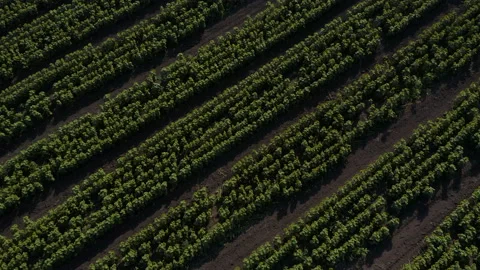 Green field rows top view drone shot in 4k Stock-Footage 160625786