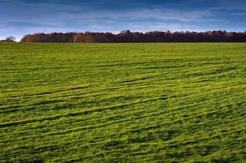 Green field with rows of young wheat sprouts near forest at autumn Stock Photos