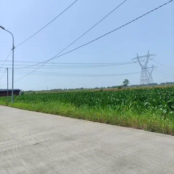 Green field side by side with electric line Stock Photos