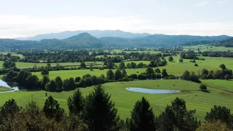 Green field with single large tree in center, winding dirt road, grazing cattle. Stock Footage 287114565