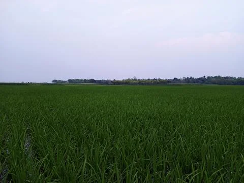 Green in field sky Stock Photos