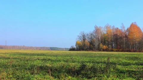 Green field with some forest trees Stock Footage 123411831