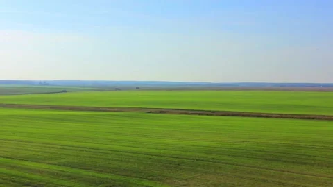 Green field with some forest trees Stock Footage 123411888