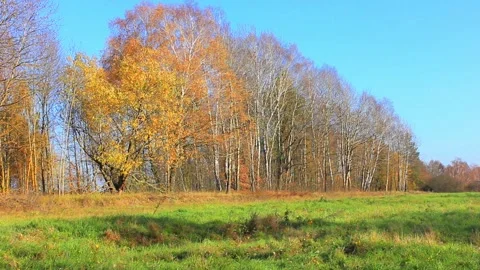 Green field with some forest trees Stock Footage 123411931