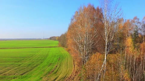 Green field with some forest trees Stock Footage 123412000