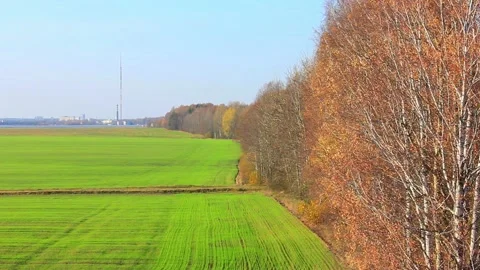 Green field with some forest trees Stock Footage 123412007