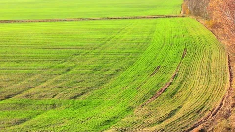 Green field with some forest trees Stock Footage 123412010