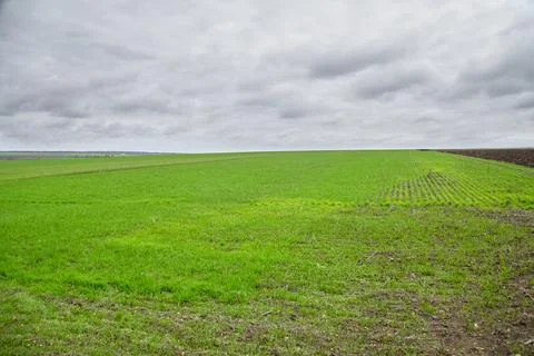 A green field sown under a cloudy sky, agriculture and autumn sowing of winte Foto stock