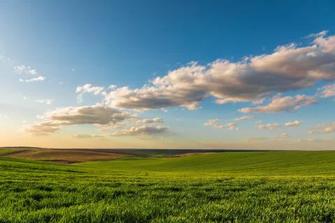 Green field, spring background with fresh green grass and blue sky Stock-Fotos