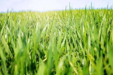 Green field at spring with close-up on the grass blades Stock Photos