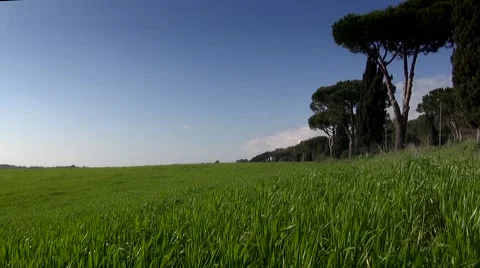 Green  Field on a Spring Day Stock Footage 61935967