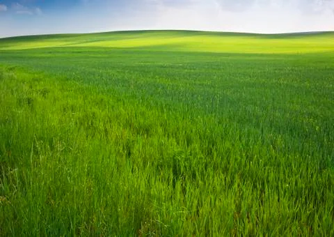 Green field in spring Stock Photos