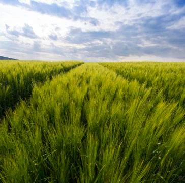 Green field in spring Stock Photos