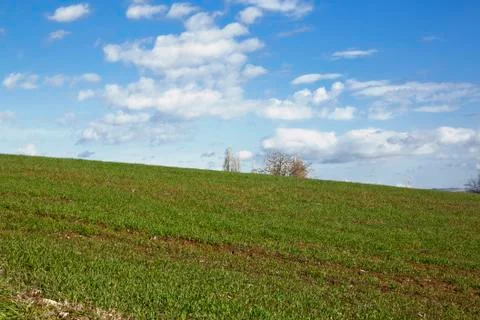 Green field in spring Foto stock