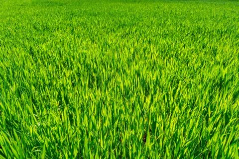 Green field in the spring Stock Photos