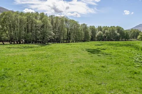 Green field in spring Foto stock