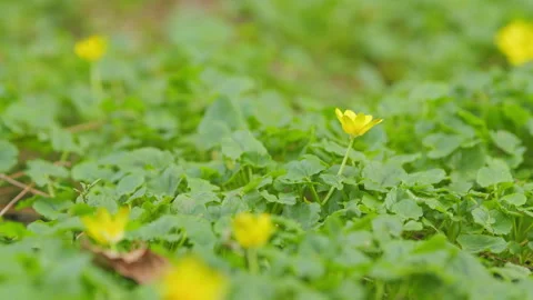 Green Field With Spring Yellow Flowers. Pilewort Or Fig Buttercup. Ficaria Verna Stock Footage 263054010