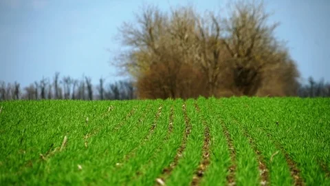 Green Field with Sprouts of Young Winter Wheat Stock Footage 73838204