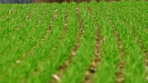 Green Field with Sprouts of Young Winter Wheat Stock Footage 73838209