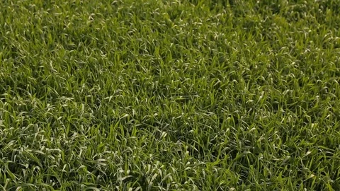 Green Field with Sprouts of Young Winter Wheat Stock Footage 73838329