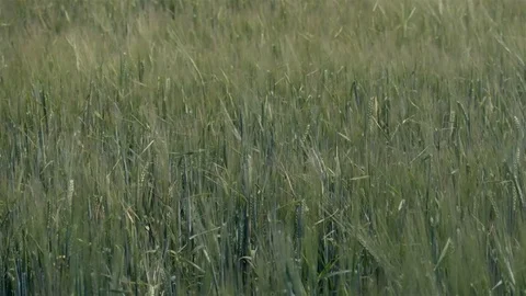 Green field in  summer time on the wind Stock Footage 77539930