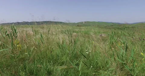 Green Field In Summer,Mountains in the Background Stock Footage 65013143