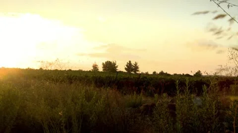 Green Field at Sunset 1 Stock Footage 20522855
