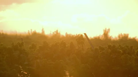 Green Field at Sunset 2 Stock Footage 20522862