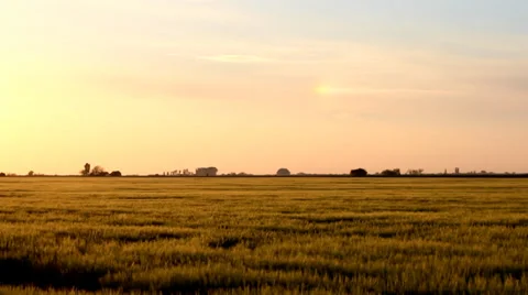 Green field in sunset. Video stock 34754491