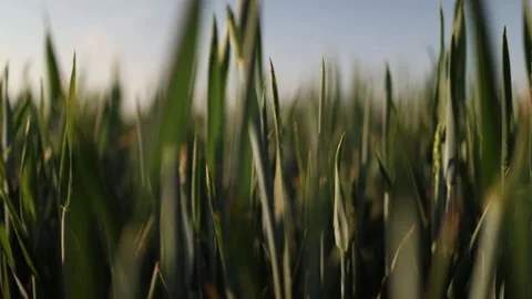 Green field at sunset Vídeo Stock 337941627