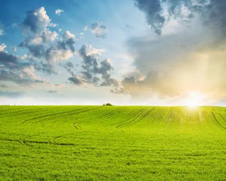 Green field at sunset Stock Photos