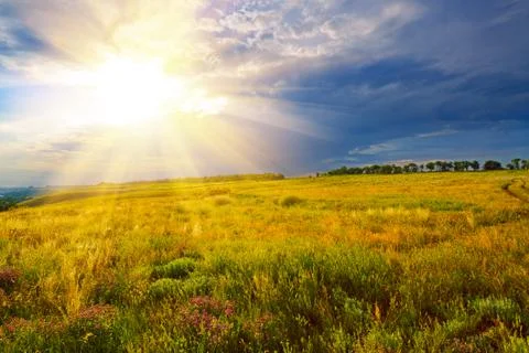 Green field at sunset Foto stock