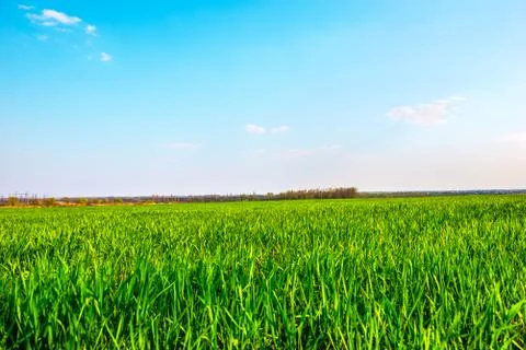 Green field at sunset Stock Photos