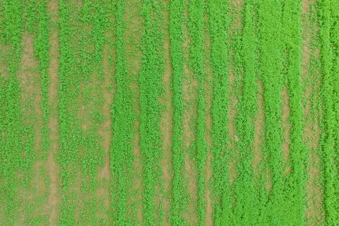 Green field. Texture for designer background. A place to write text. Stock Photos