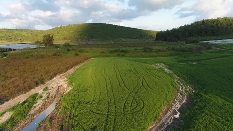 Green field with tractor wheels mark Stock Footage 126945357
