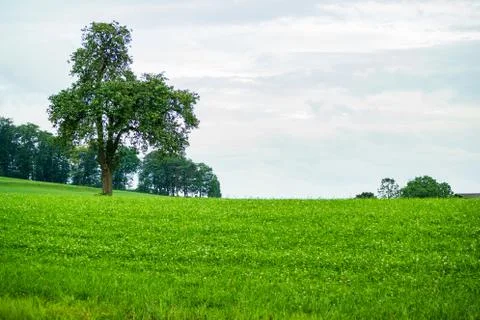 Green field with tree on a cloudy overcast summer day Stock Photos