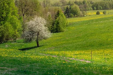 Green Field With Tree in the Middle Stock Photos