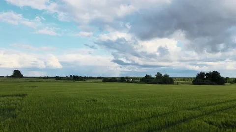 Green Field Trees In The Background In Summer Day Stock Footage 238674024