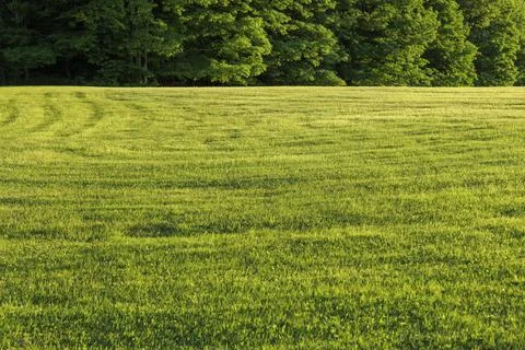 Green field with trees background at sunset time, landscape view. Stock Photos