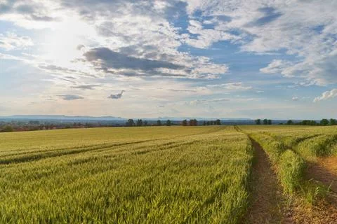 Green Field with Trees Stock Photos