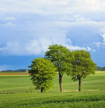 Green field of trees Stock Photos