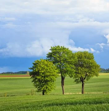 Green field of trees Stock Photos