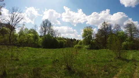 Green field with trees. A Sunny summer day. Beautiful landscape Stock Footage 73699451