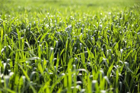 Green Field in Turkey Stock Photos