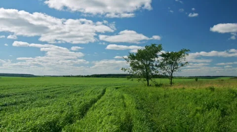 Green field, two trees, white clouds flying on blue sky Stock Footage 778712