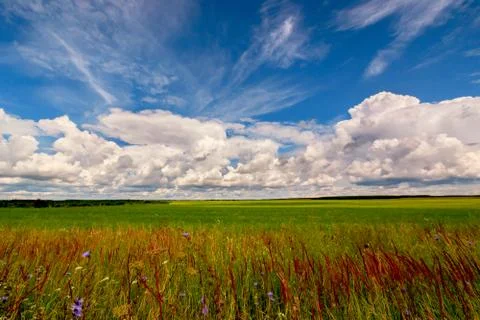 Green field under clouds and blue sky 写真素材