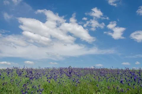 Green field under the sky with clouds Stock Photos