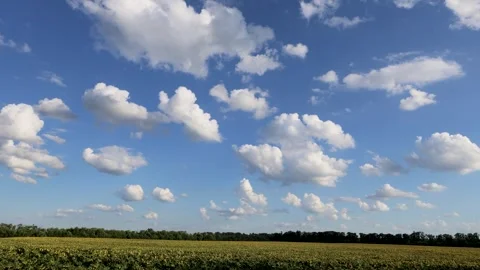 A green field under a soft sky with scattered clouds and a dense line of trees 库存影片 323472676