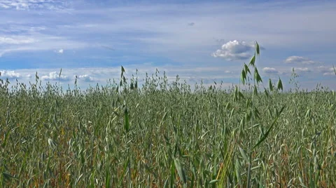 Green field under the summer sky - HD Stock Footage 40402461