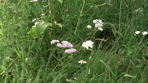 In a green field, various flowers appear among tall grass and small plants. The 库存影片 339106309